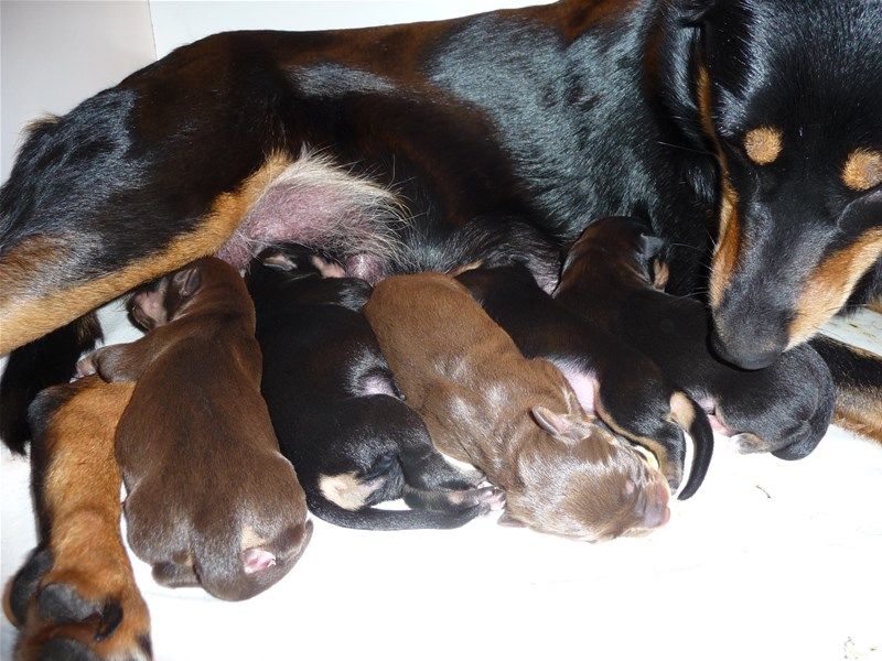 Outback Shepherd - Portée Mattilda x Jedi